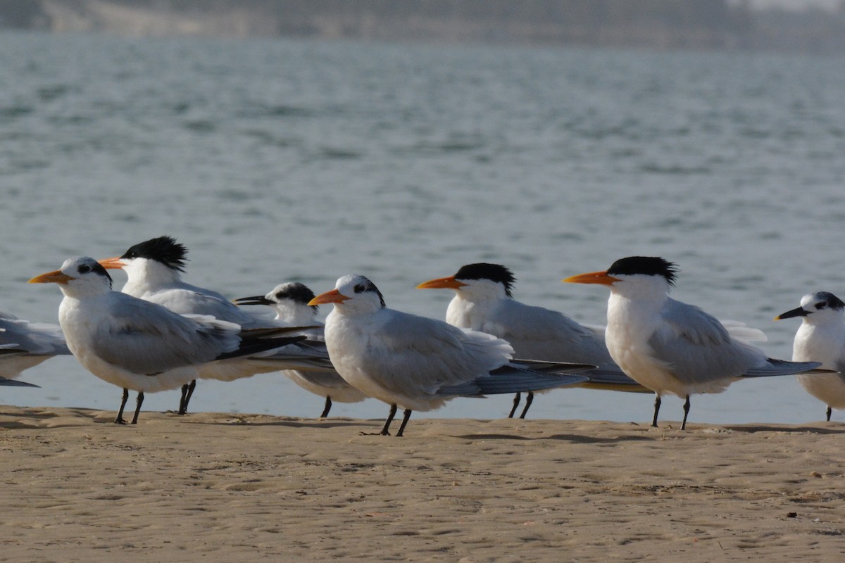 West African Crested Tern - Marie O'Neill
