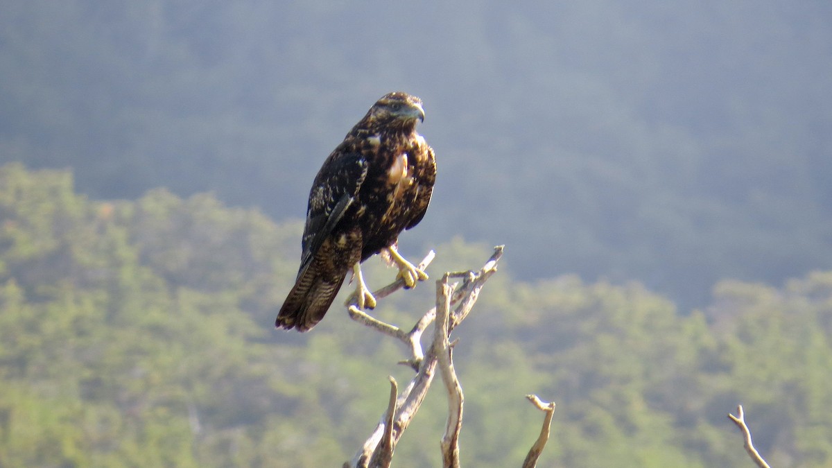 Black-chested Buzzard-Eagle - Fred Peters