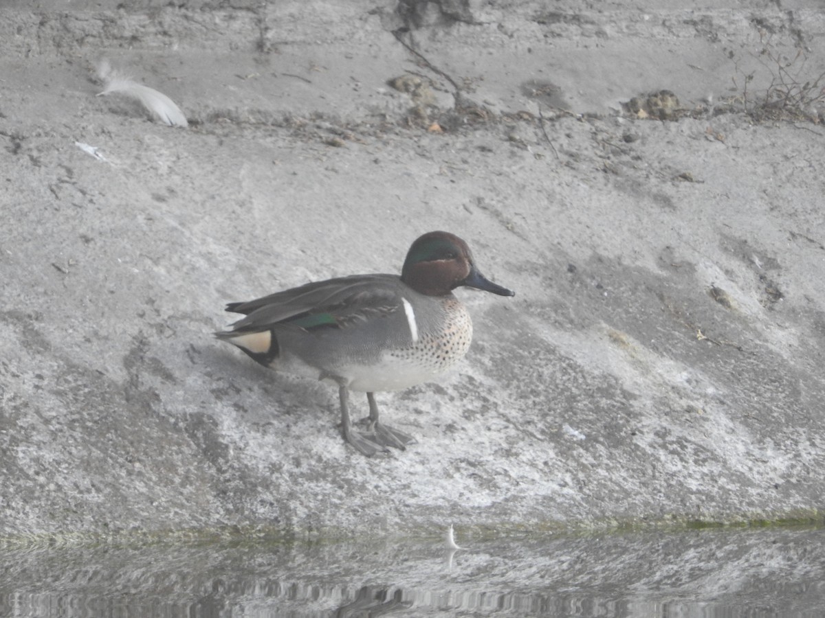 Green-winged Teal - ML84111461