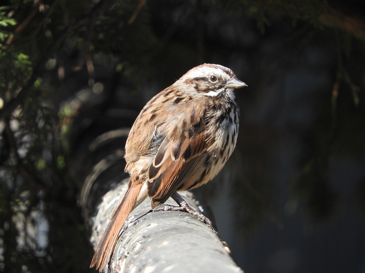 Song Sparrow - Museo de Historia Natural