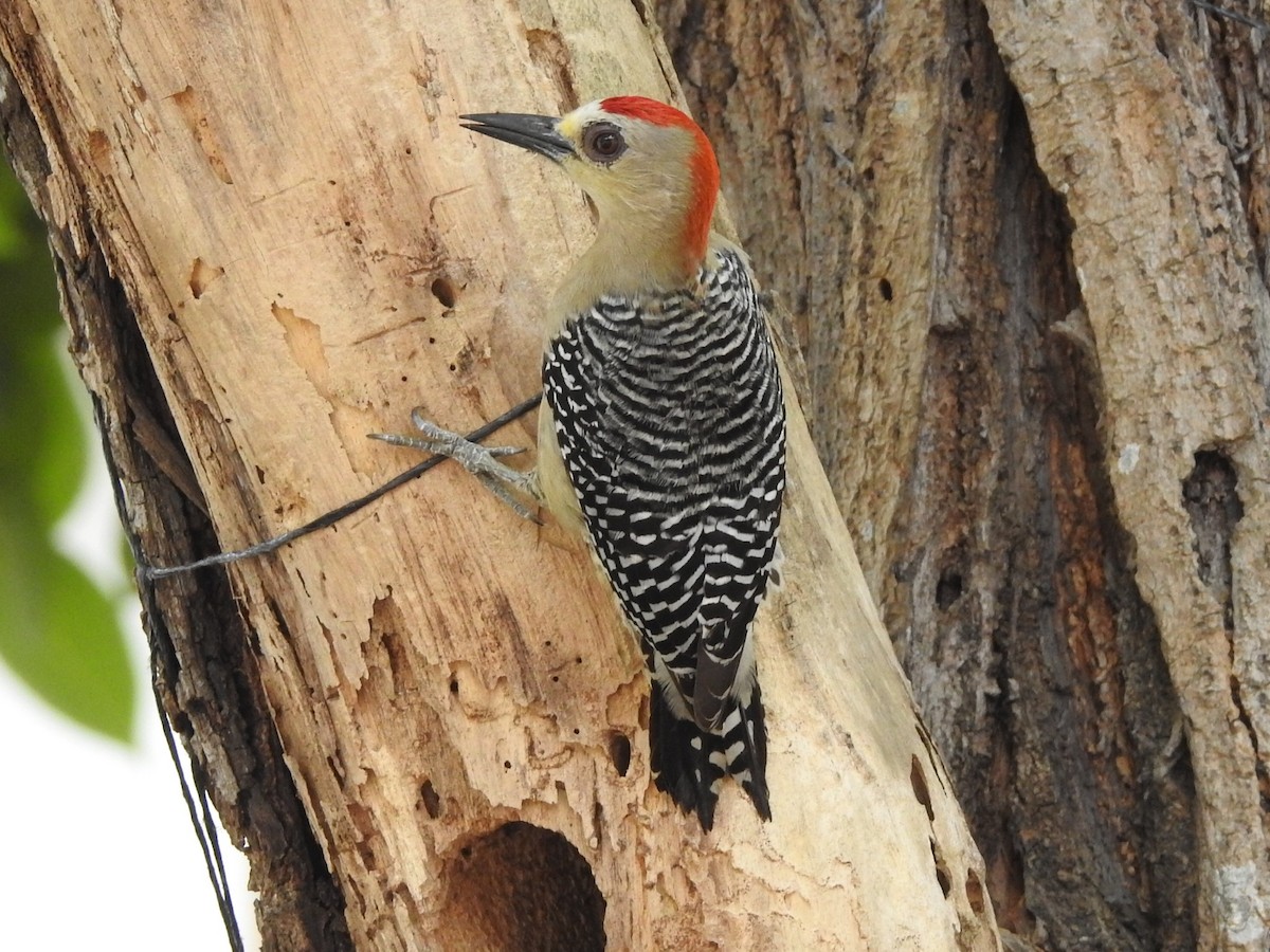 Red-crowned Woodpecker - Dan Stoker