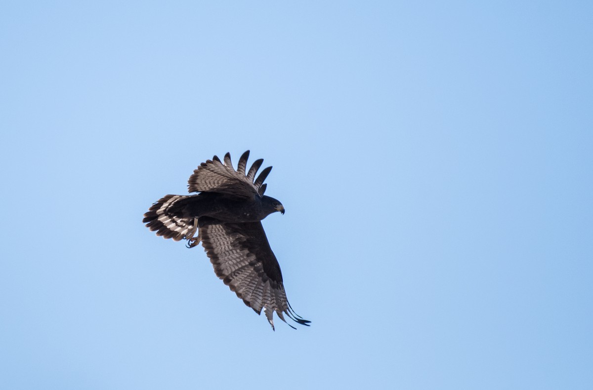 Zone-tailed Hawk - Simon Boivin