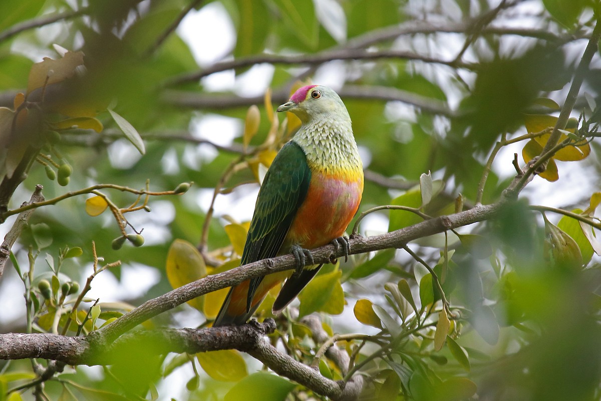 Rose-crowned Fruit-Dove - James  Nicolson