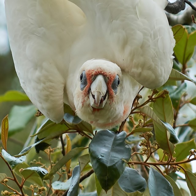 雑種 テンジクバタン ｘ アカビタイムジオウム Ebird