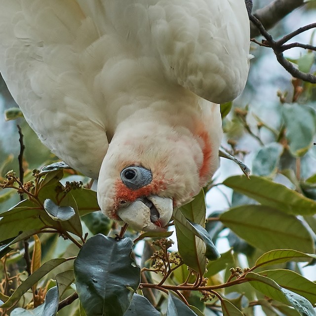 雑種 テンジクバタン ｘ アカビタイムジオウム Ebird