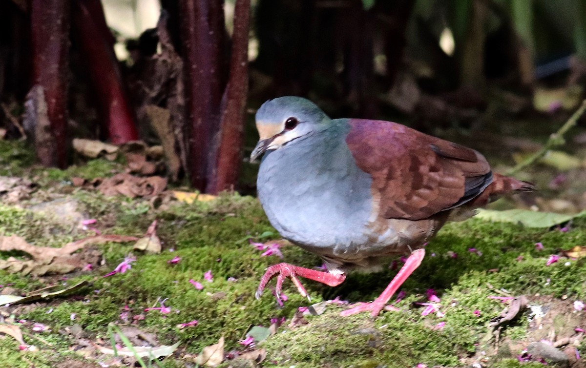 Buff-fronted Quail-Dove - ML84124751