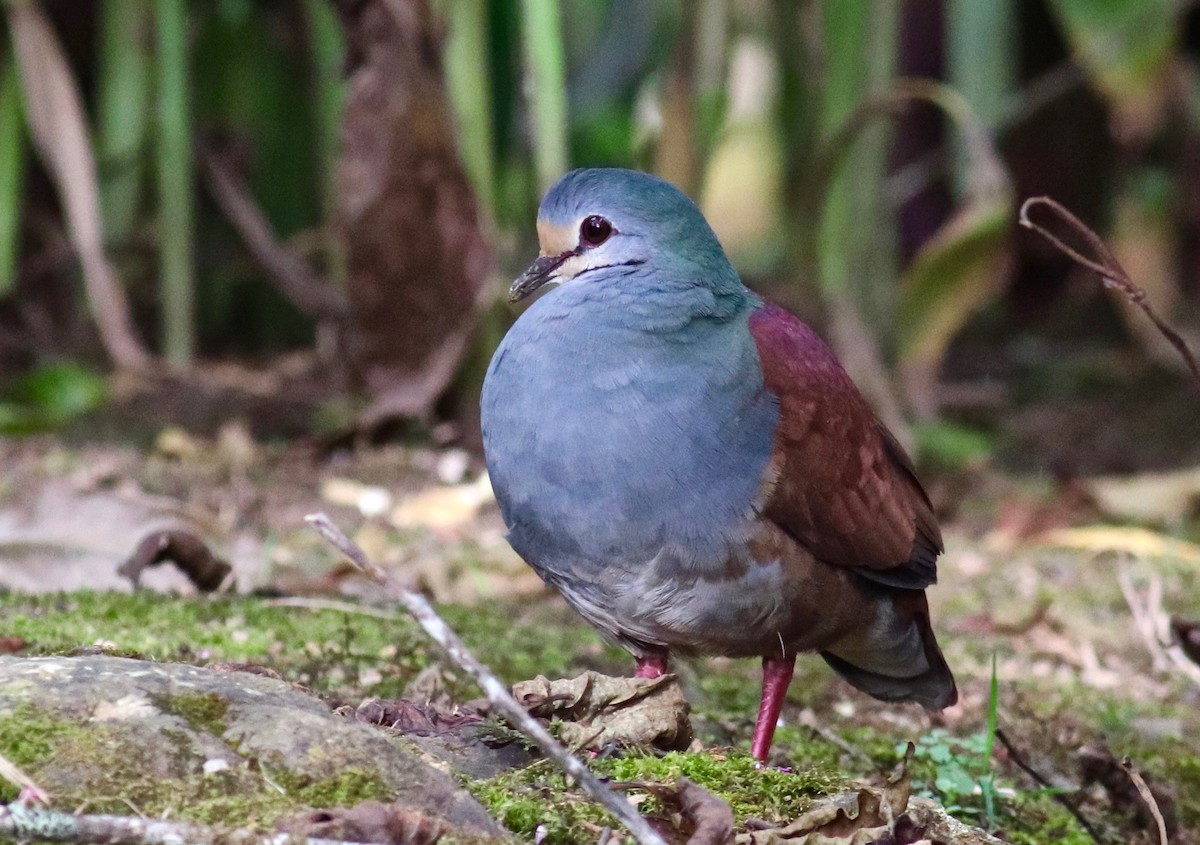 Buff-fronted Quail-Dove - ML84124771