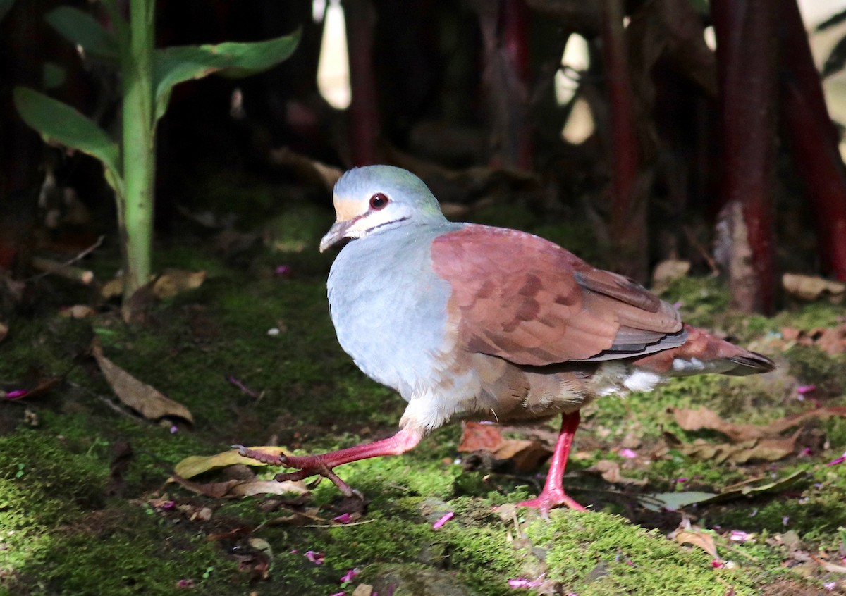 Buff-fronted Quail-Dove - Charlie   Nims