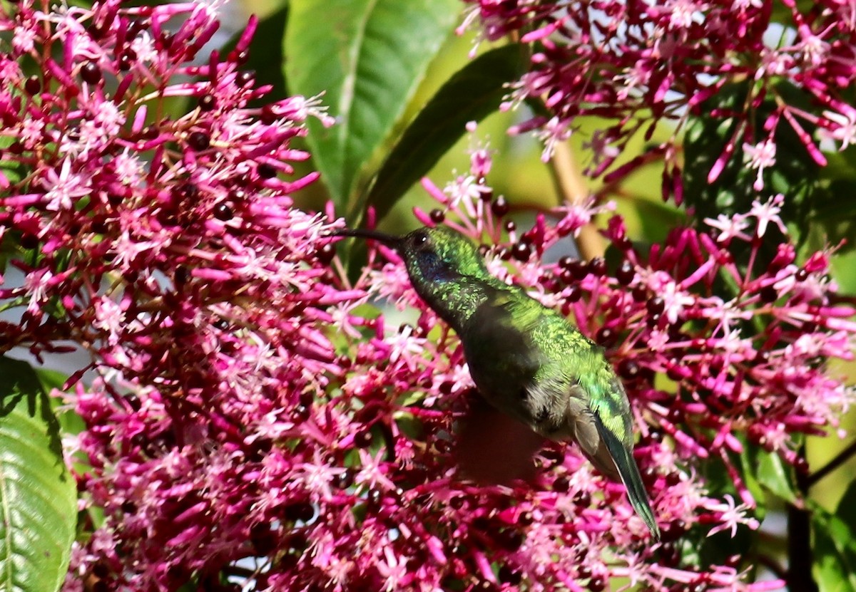kolibřík modrouchý (ssp. cabanidis) - ML84124921
