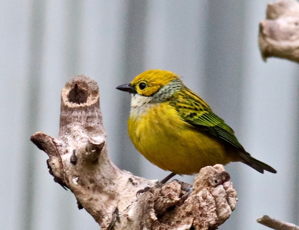 Silver-throated Tanager - Charlie   Nims