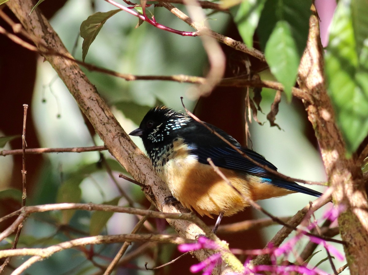 Spangle-cheeked Tanager - ML84125341