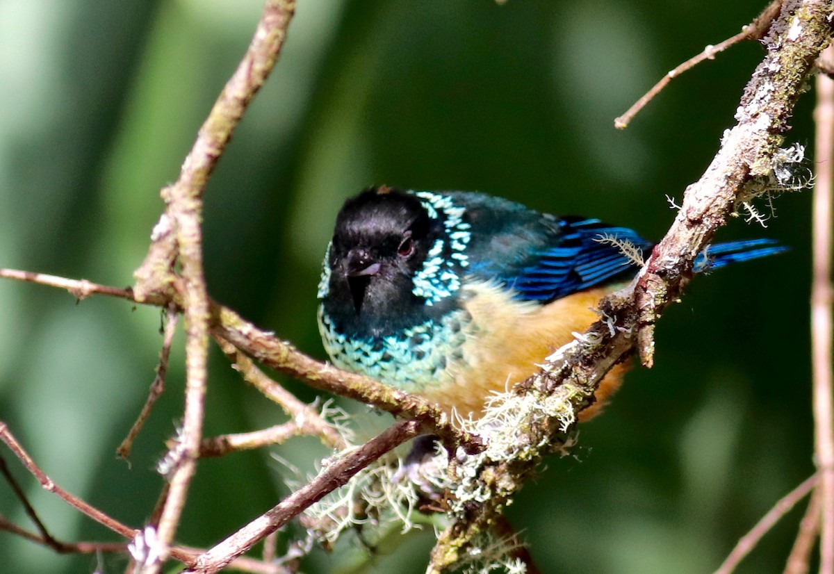 Spangle-cheeked Tanager - ML84125381
