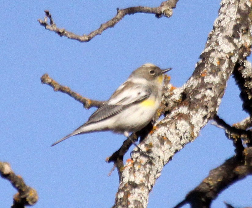 Yellow-rumped Warbler (Audubon's) - Ken Schneider