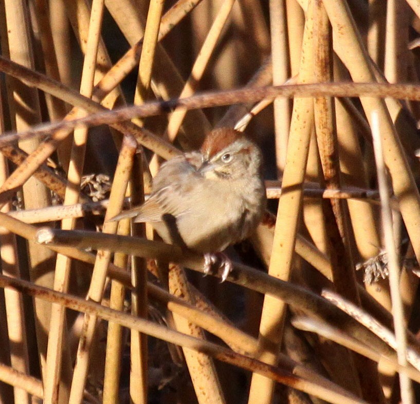 Rufous-crowned Sparrow - Ken Schneider