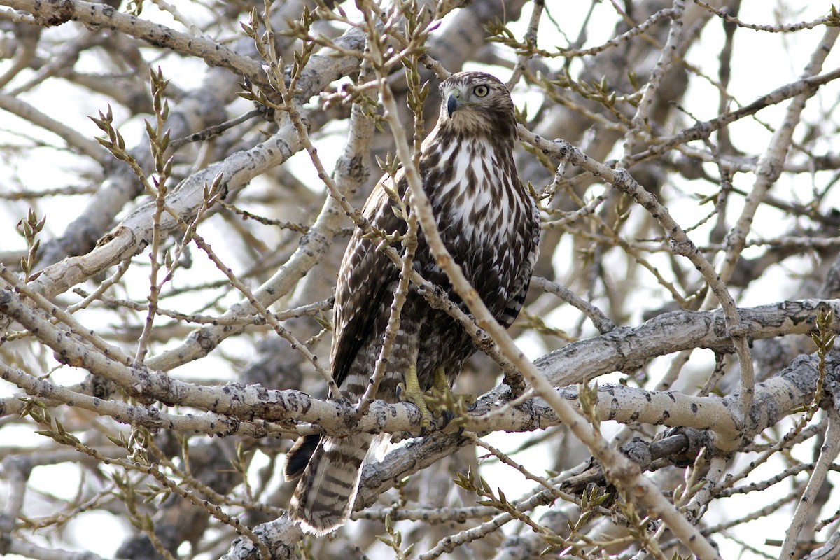 Red-tailed Hawk (Harlan's) - ML84128501