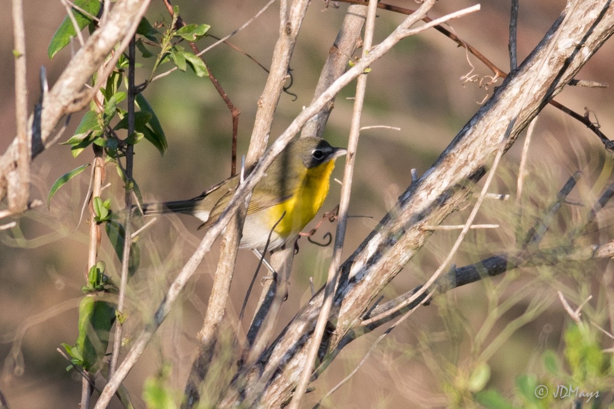 Yellow-breasted Chat - ML84128531