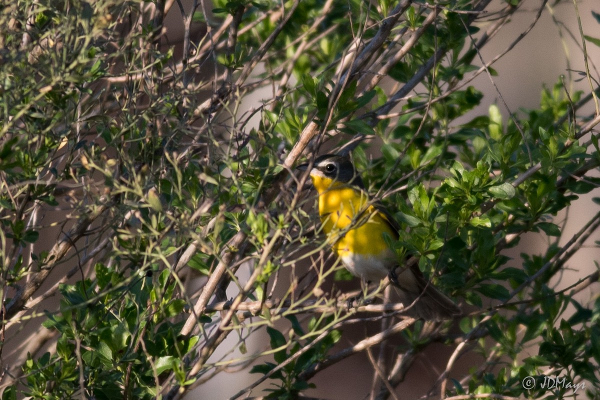 Yellow-breasted Chat - ML84128541