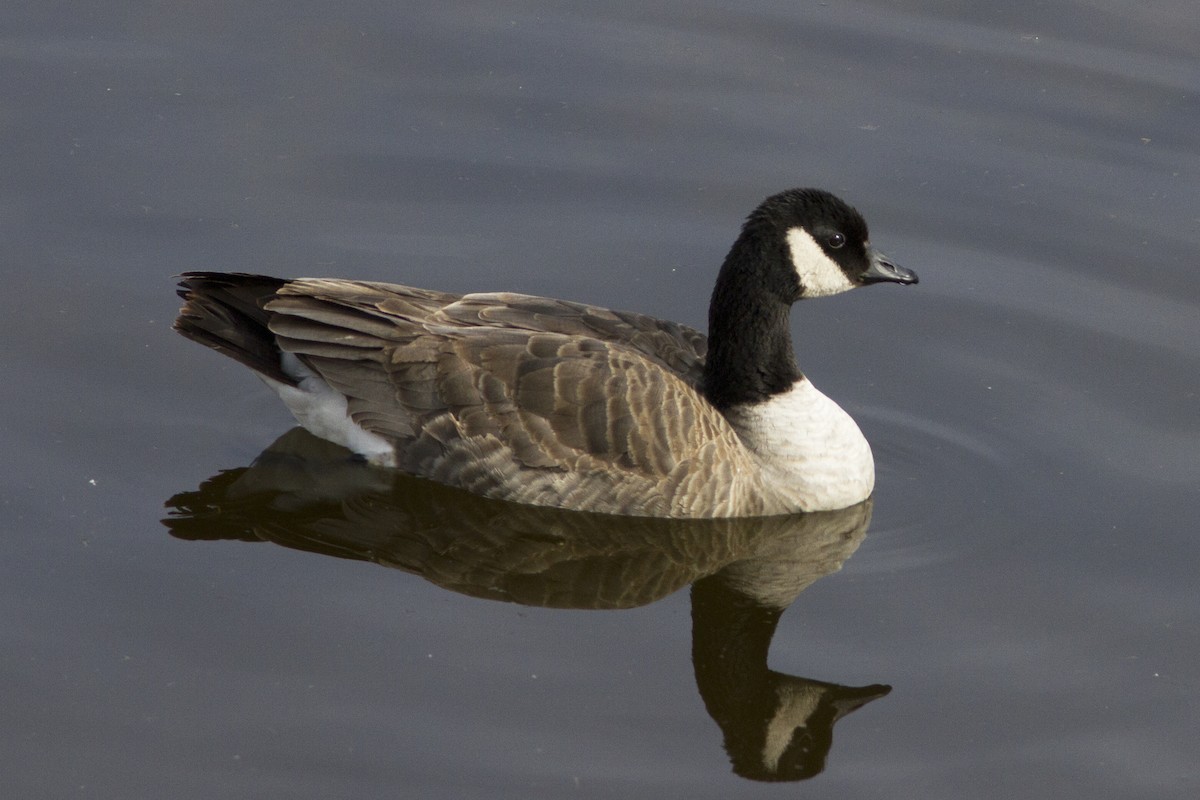 Cackling Goose (Richardson's) - Richard Bunn