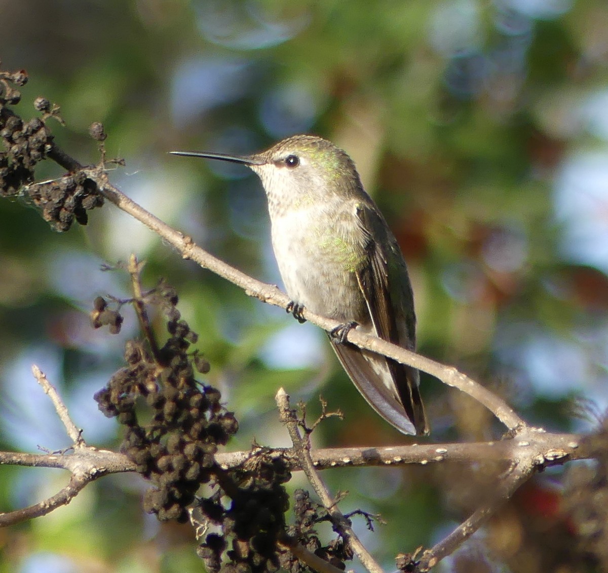 Anna's Hummingbird - ML84130561