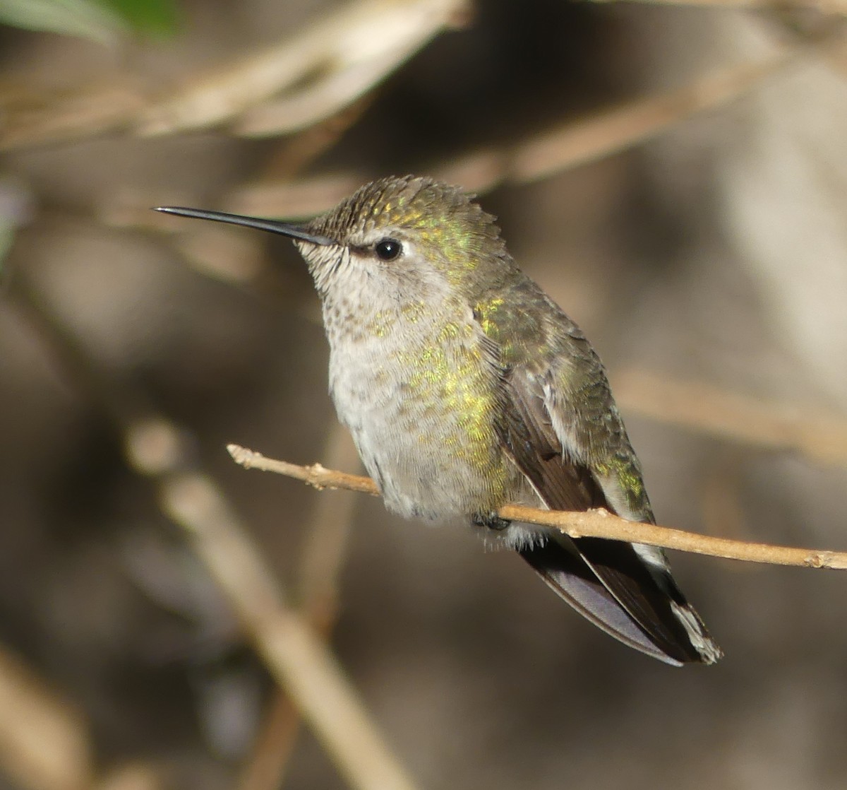 Anna's Hummingbird - ML84130601