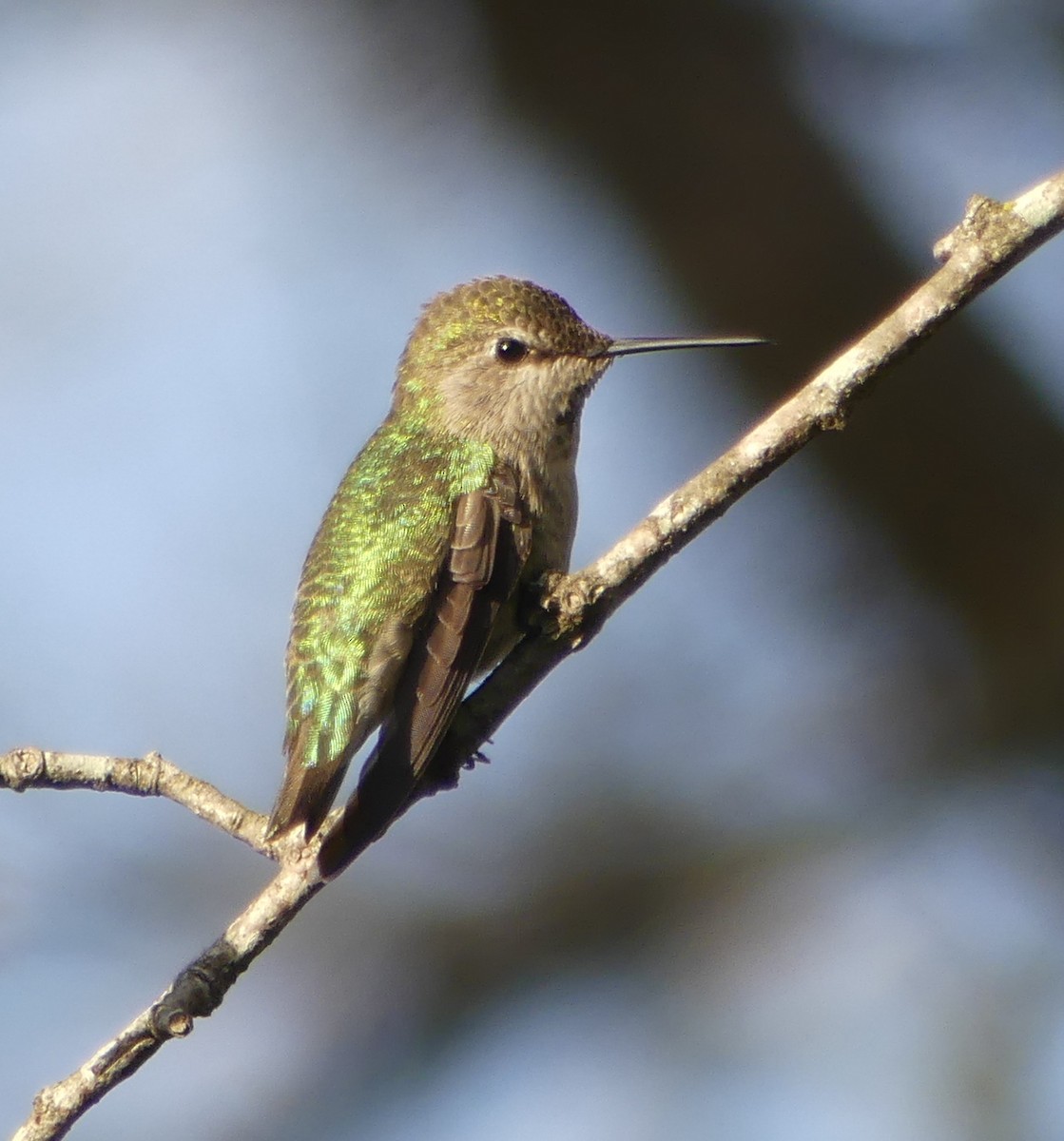 Anna's Hummingbird - ML84131401