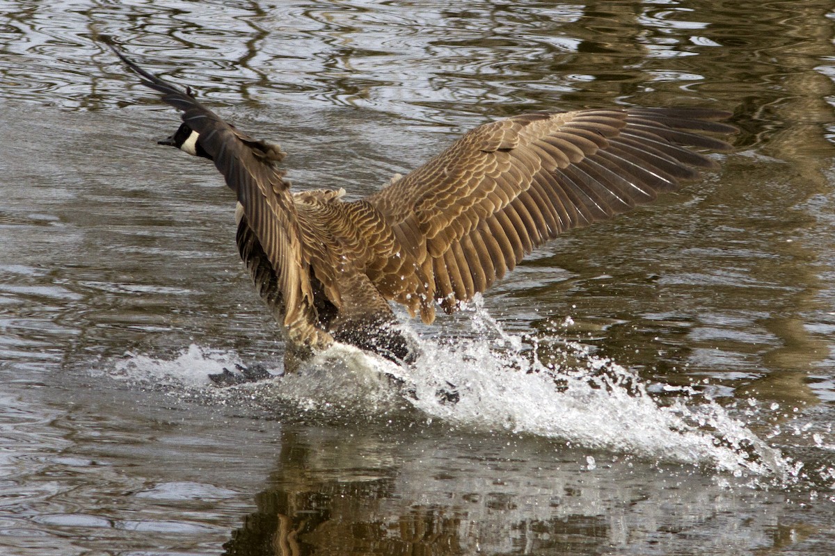 Canada Goose (moffitti/maxima) - Richard Bunn