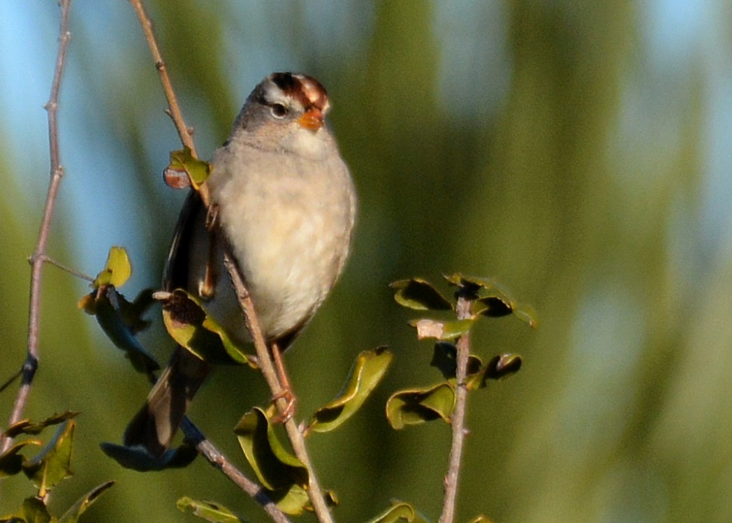 White-crowned Sparrow - John Whitehead