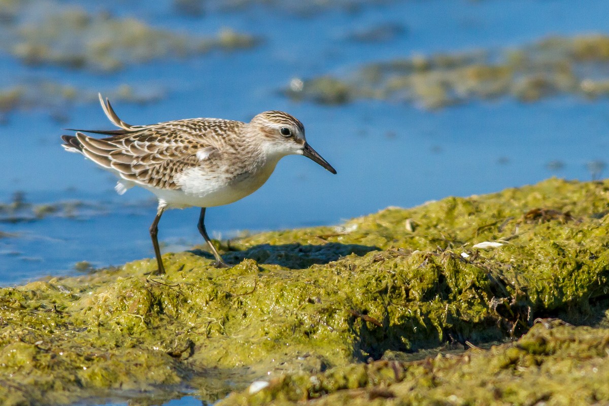 Semipalmated Sandpiper - Kyle Blaney