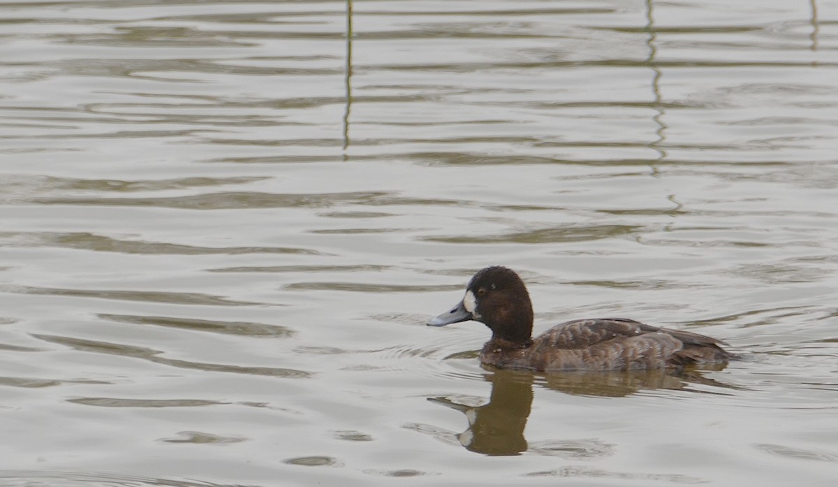 Lesser Scaup - Jacques Ibarzabal