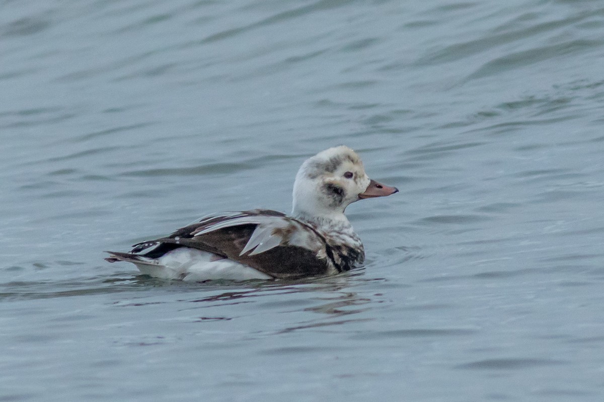 Long-tailed Duck - Kyle Blaney