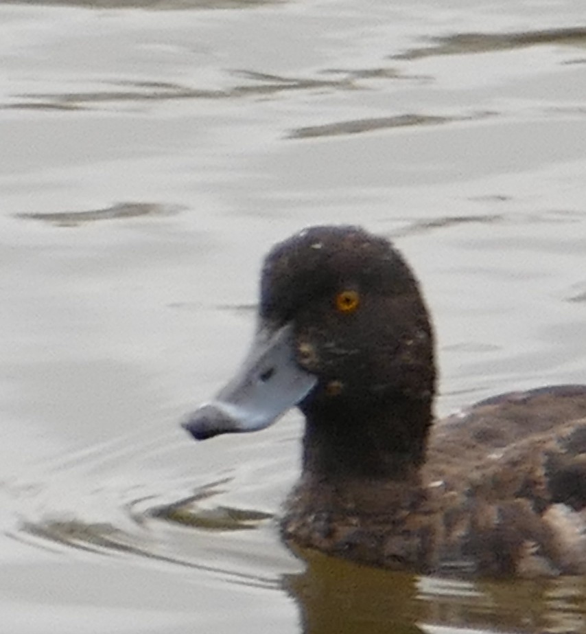 Greater Scaup - ML84141581