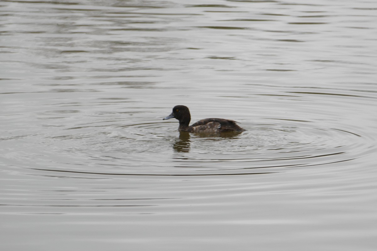 Greater Scaup - ML84141601