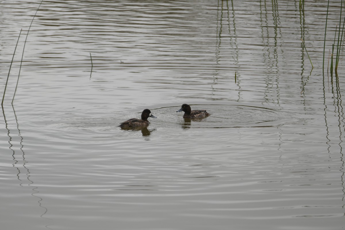 Greater Scaup - ML84141721