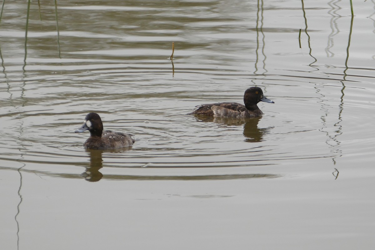 Greater Scaup - ML84141801