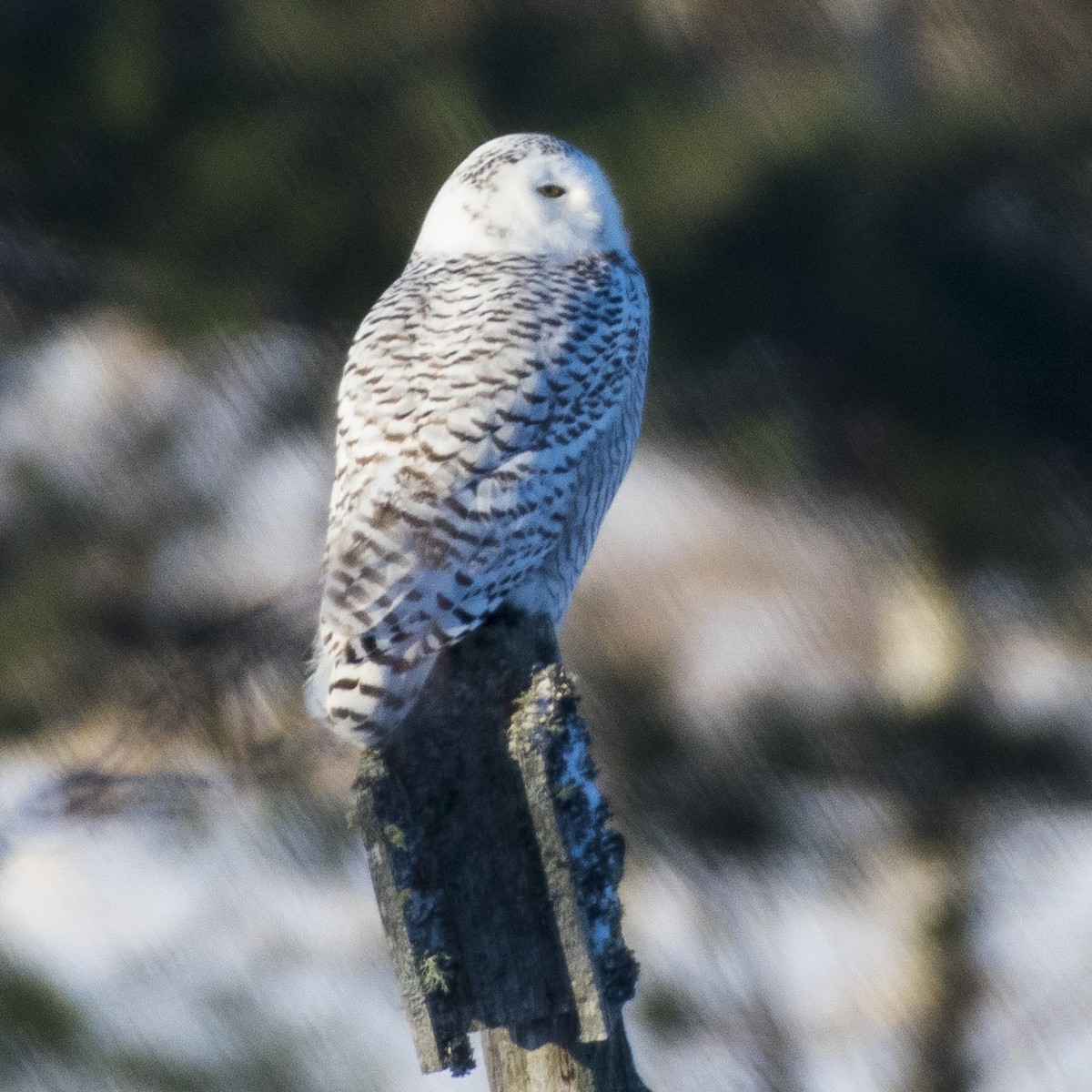 Snowy Owl - ML84143131