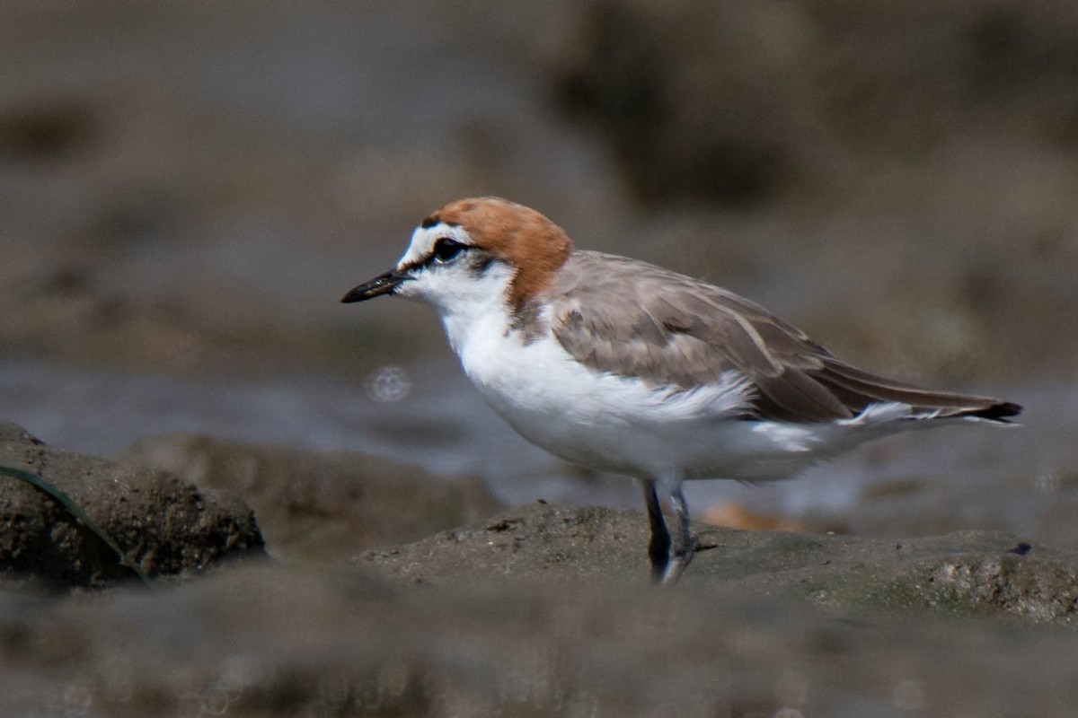 Red-capped Plover - ML84145401