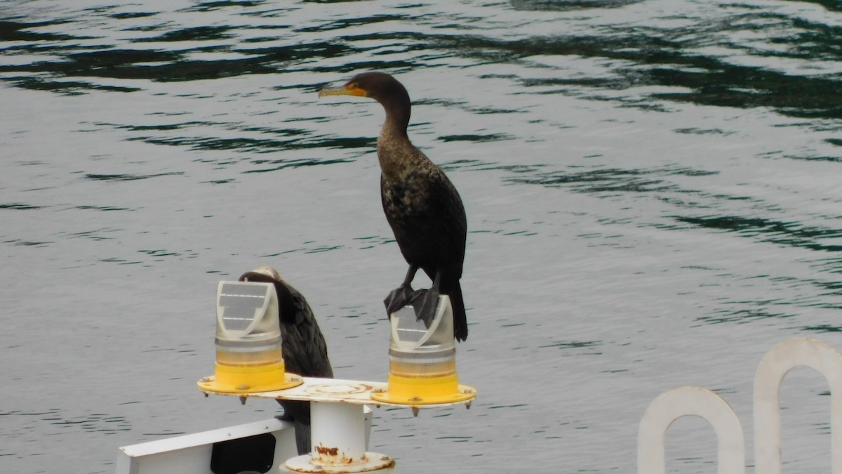 Double-crested Cormorant - Gary Thuveson