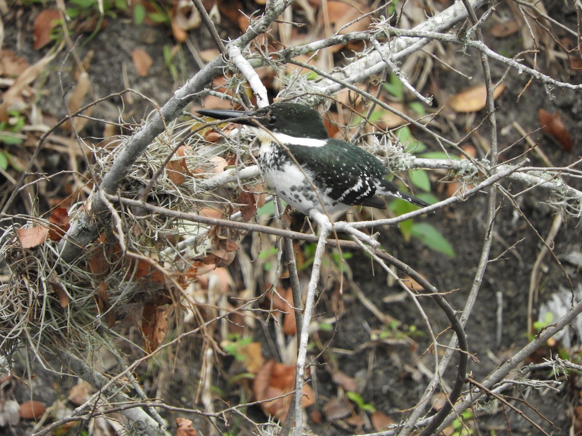 Зелёный зимородок - ML84147491