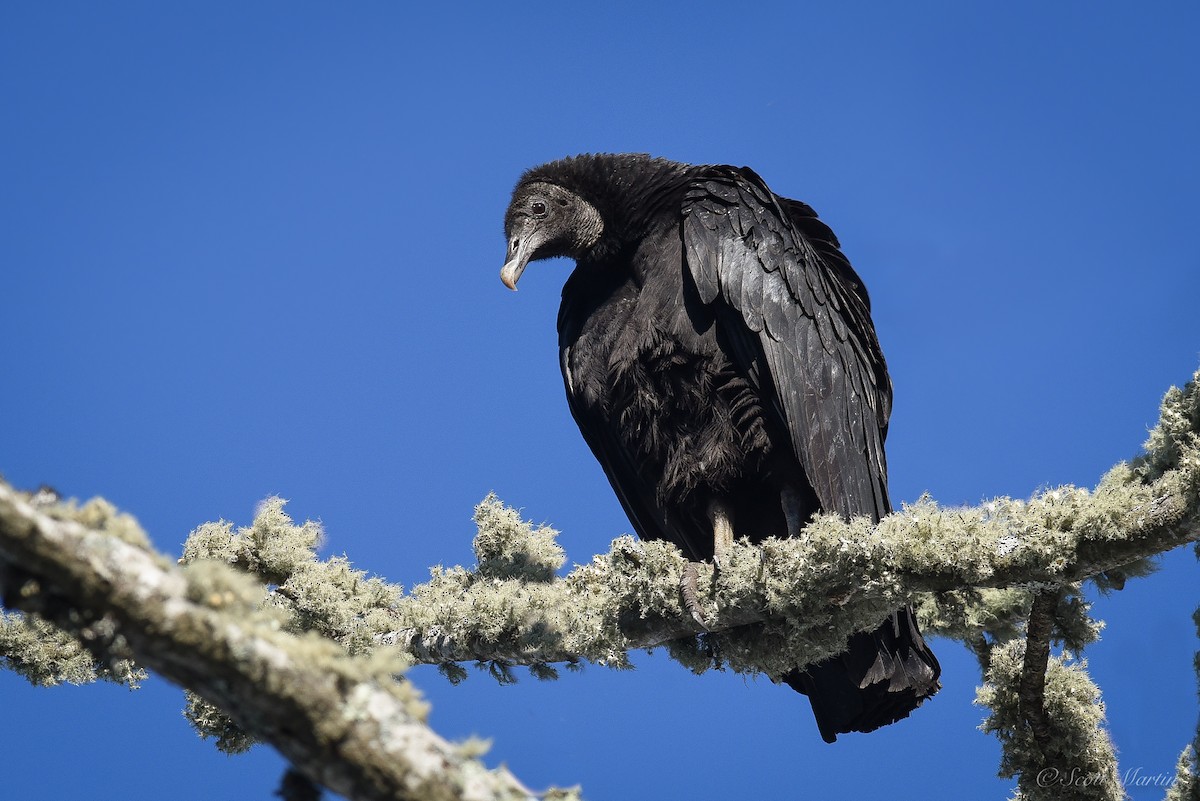 Black Vulture - Scott Martin
