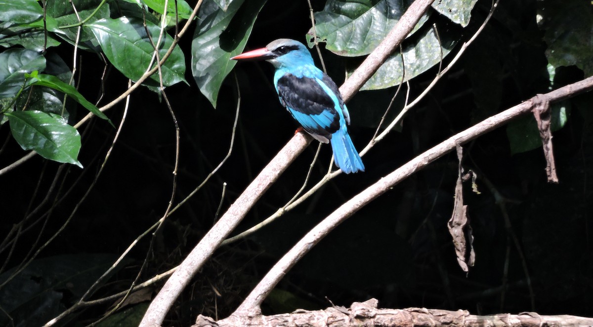 Blue-breasted Kingfisher - ML84151521
