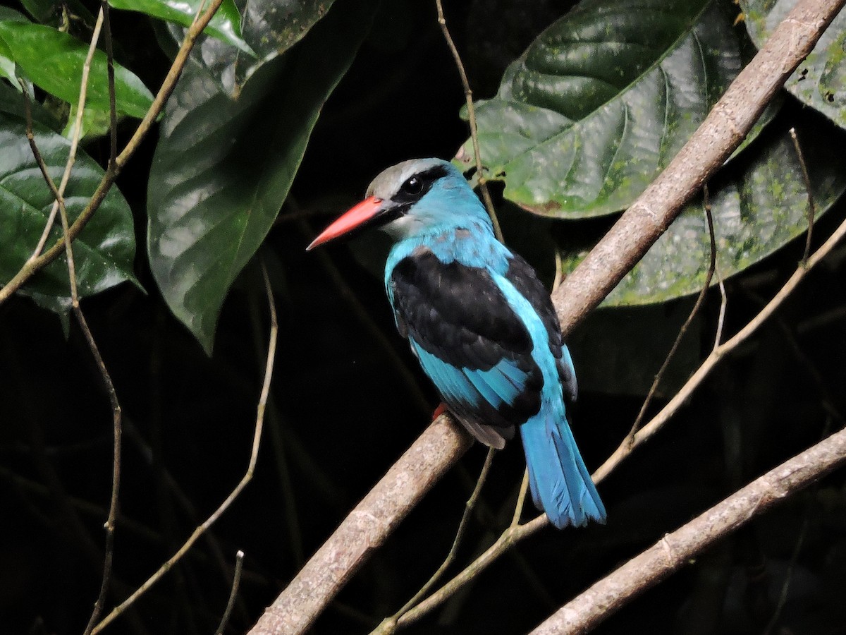 Blue-breasted Kingfisher - ML84151551