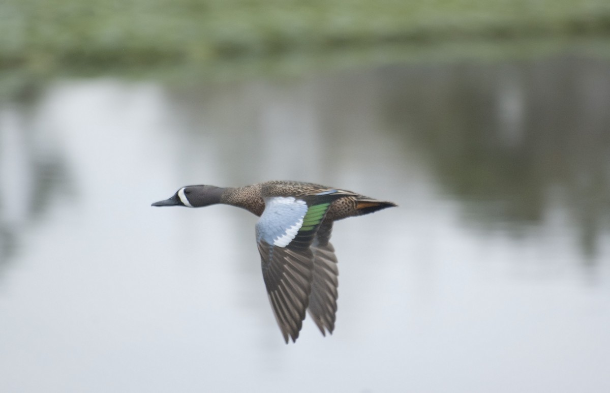 Blue-winged Teal - Liam Wolff