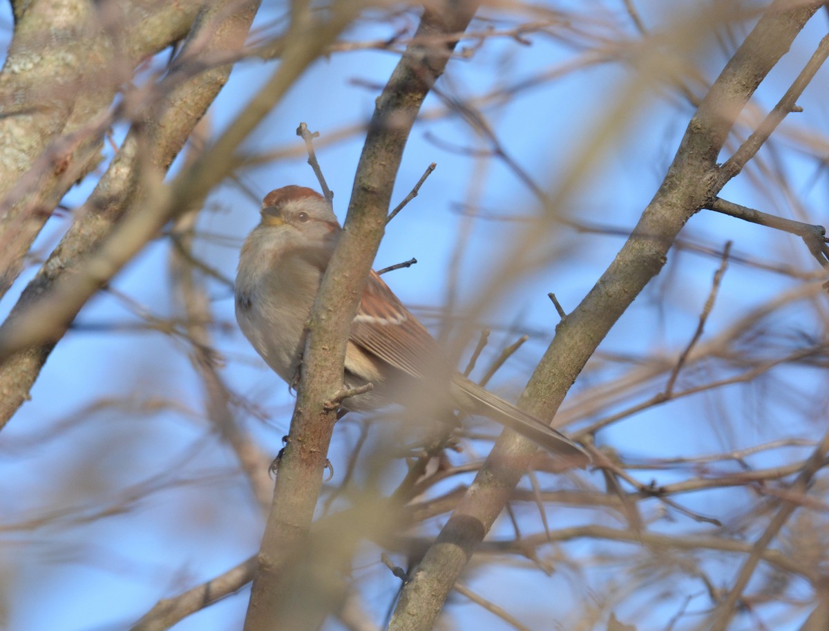 American Tree Sparrow - ML84152561