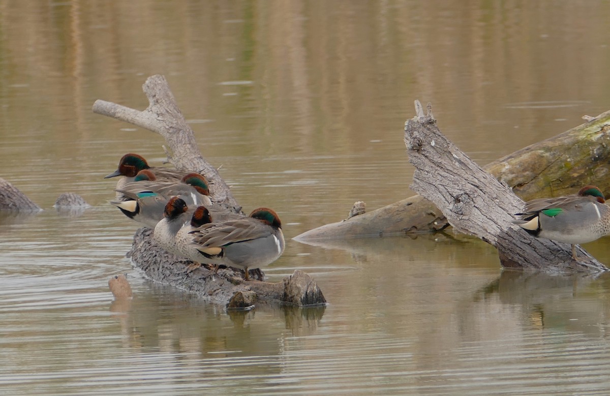 Green-winged Teal - Jacques Ibarzabal