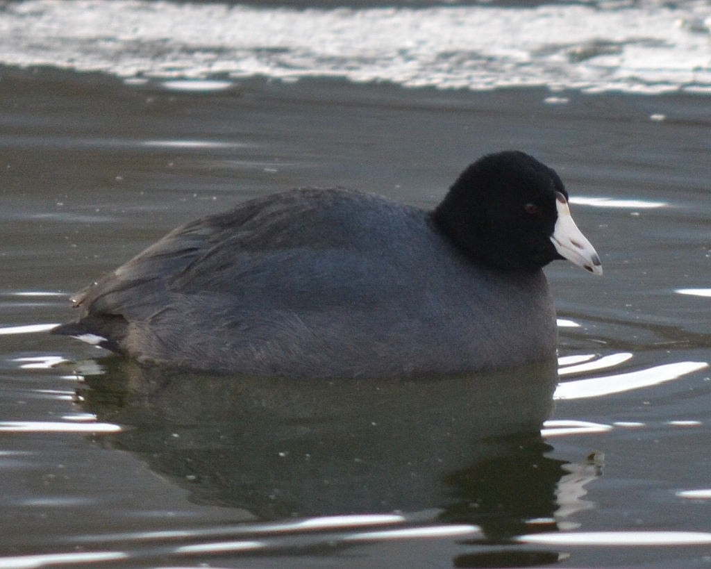 American Coot (Red-shielded) - Andrew Rapp
