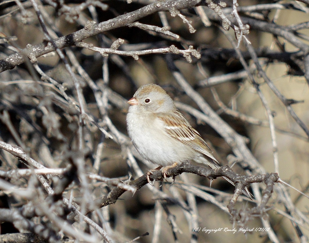 Field Sparrow - ML84154511