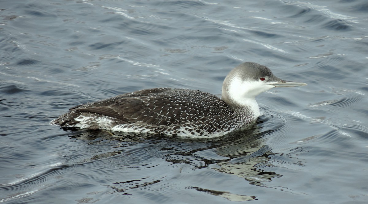 Red-throated Loon - ML84155361