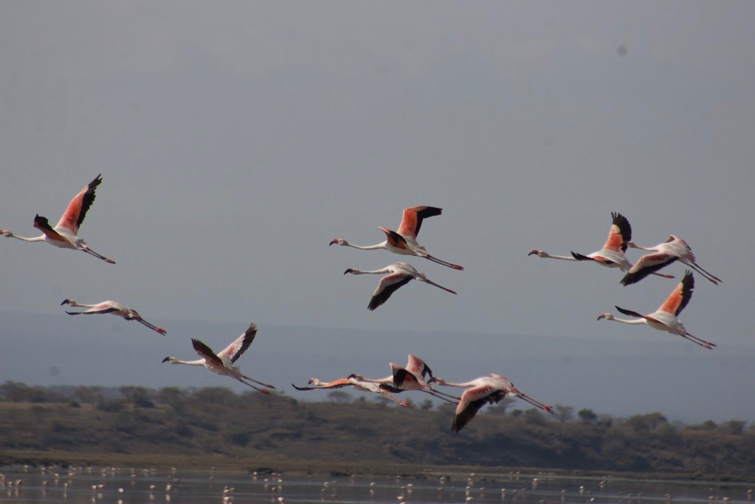 Greater Flamingo - Liam Ragan