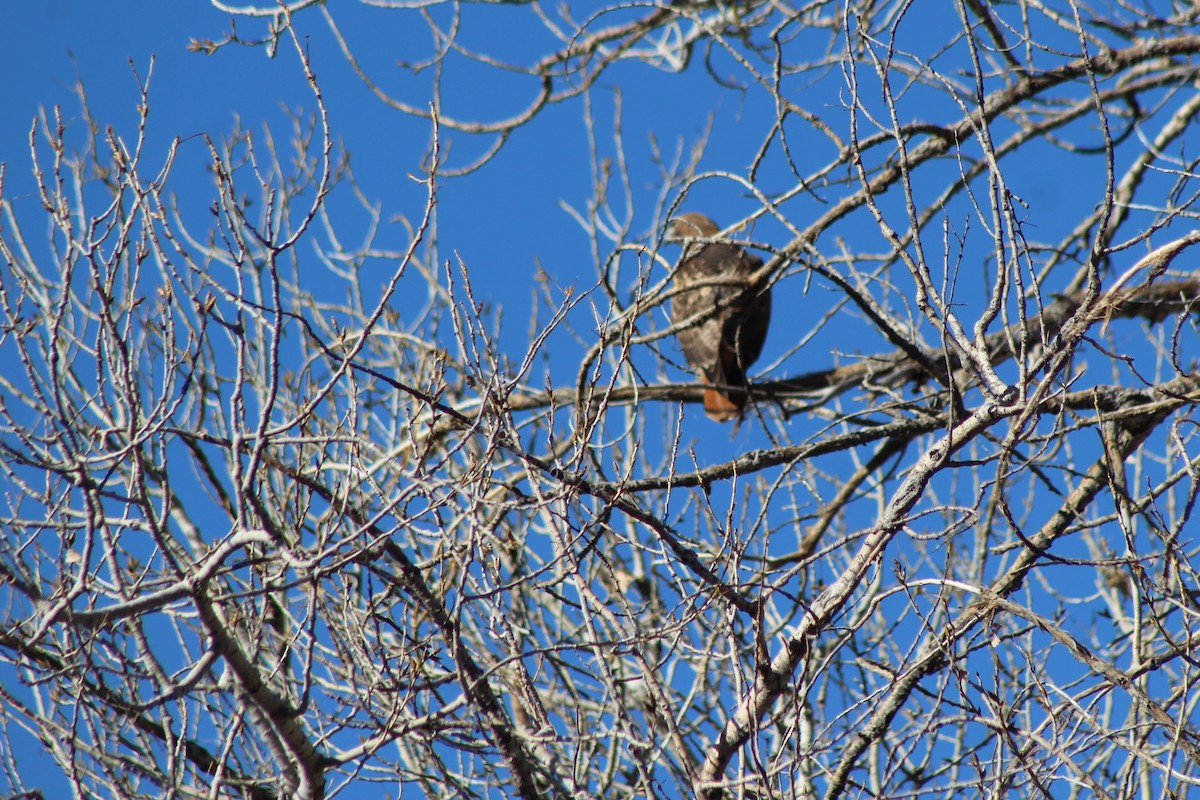 Red-tailed Hawk - ML84157081