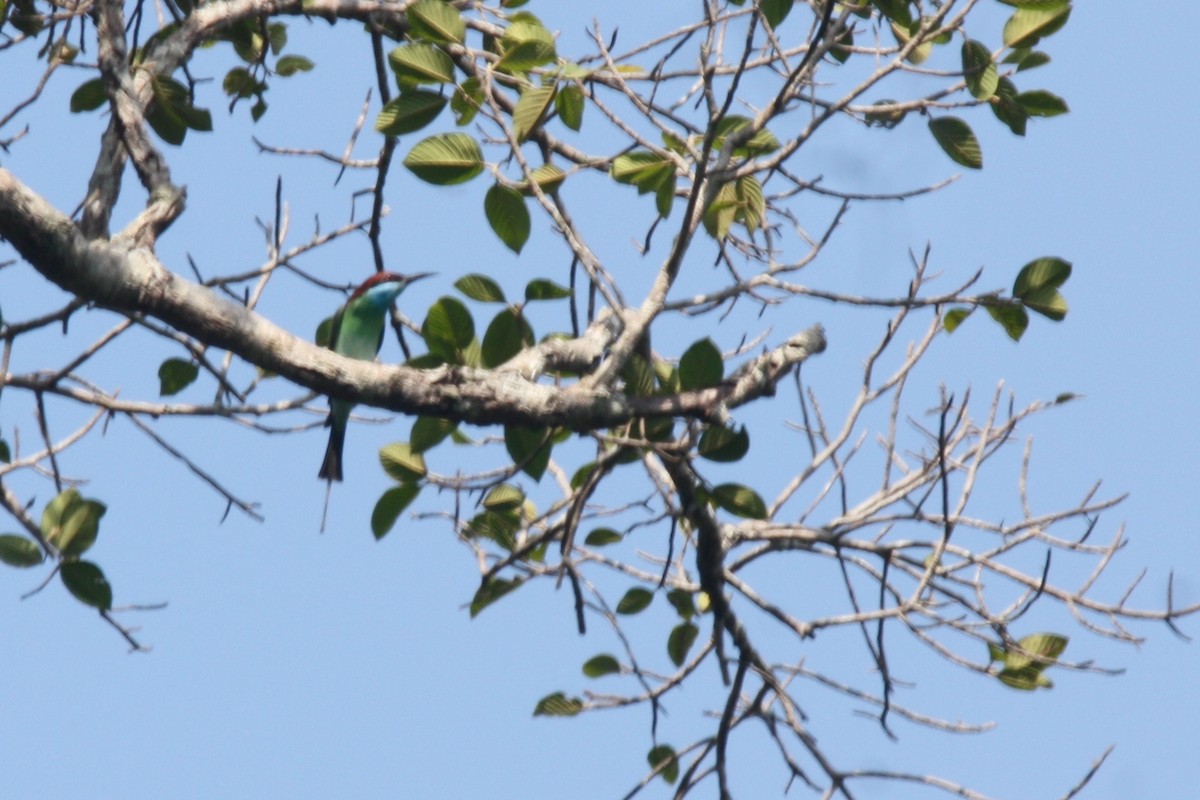 Blue-throated Bee-eater - ML84160351